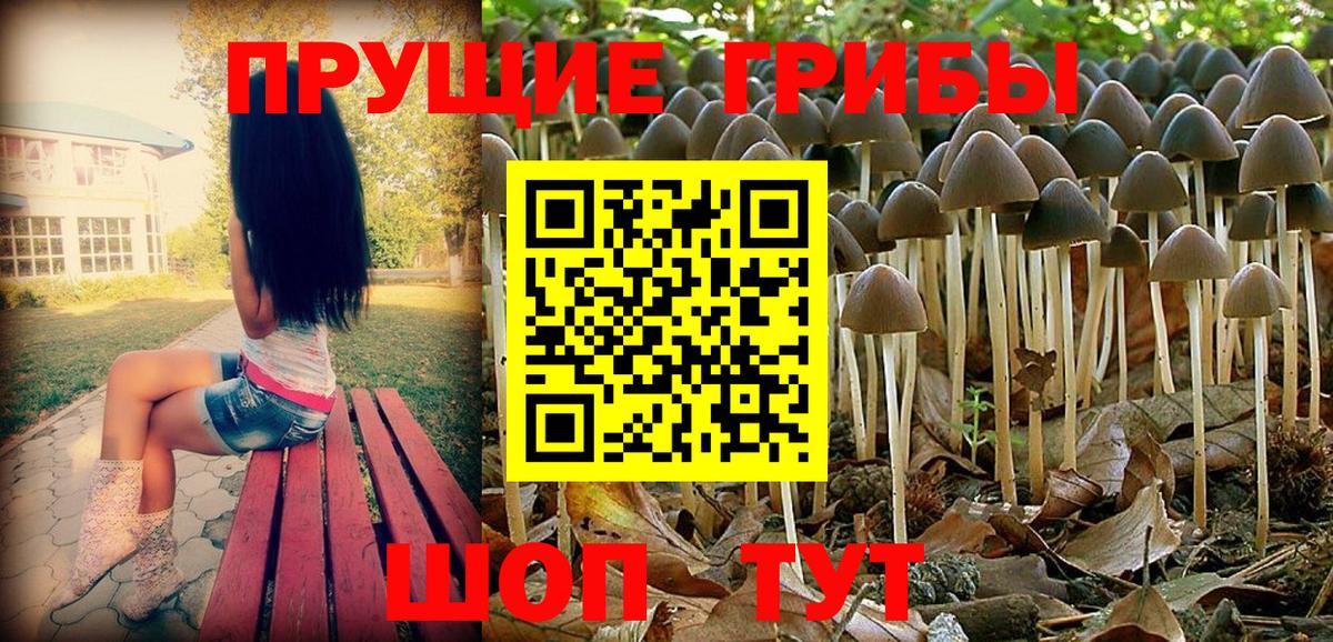 Галлюциногенные грибы Psilocybe Гатчина